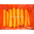 XIAMEN 316 CARROT TERBAIK